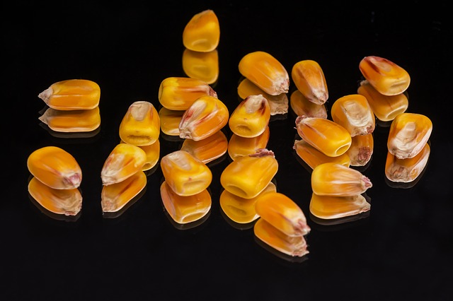 玉米种子的正确催芽方法 玉米种子怎么催芽方法步骤